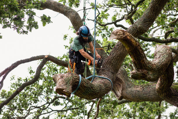 Best Tree Preservation Services  in Baxter Estates, NY